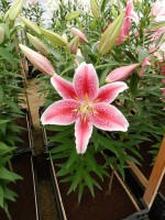 [4320 Tasman GA No01.JPG]